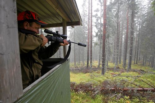 Just innan jakten ska avbrytas får Robban anledning att lyfta studsaren. Älgen, en kviga, smyger fram bakom passet.