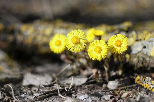 Tussilago är ett av de första vårtecknen i naturen.