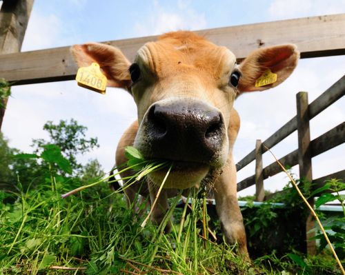 Sveriges bönder behöver fortfarande din hjälp efter den svåra sommartorkan 2018.