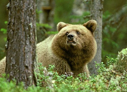 Unga björnhannar och honor med ungar är extra försiktiga under brunsttiden och vill inte möta stora och farliga björnar.