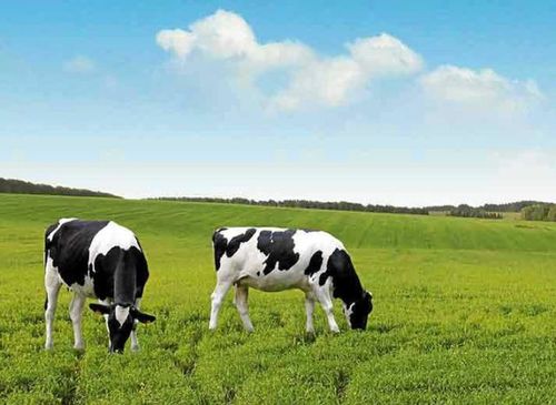 Åk till Småland om du vill se kor, där finns det flest kor i hela Sverige.