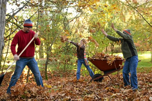 Städa lagom. Till att börja är löven alldeles för fina grejer för att kastas bort. Foto: Istock