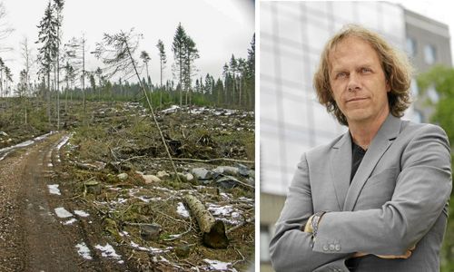 Klimatförändringarna ger inte fler stormar men ökad risk för stormskador (som här vid stormen Gudrun), säger experten Pär Holmgren.