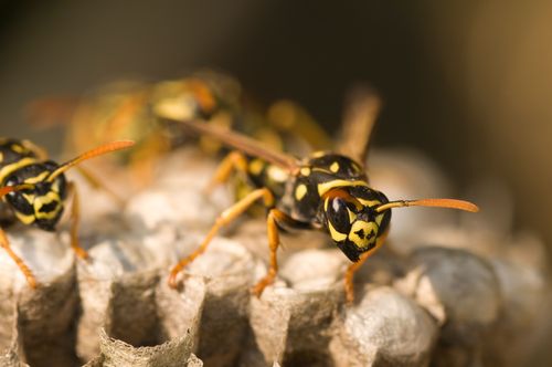 Getingar, nyttiga men också lite obehagliga. Så undviker du problemen med dem!