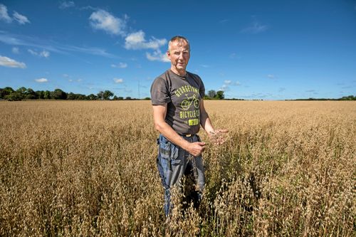 Gotlandslinserna på Mickelgårds samodlas med havre för att linserna ska får stöd, berättar Jörgen Thomsson. Foto: Susanne Norrby