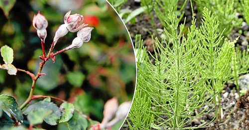 Stressad ros drabbas oftare av mjöldagg. Räddningen finns bland ogräsen. Foto: IBL