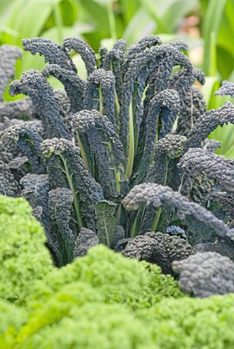 Palmkål är både snygg och god.