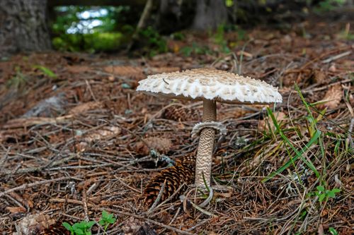 Stolt fjällskivling med sin tydligt vattrade fot.