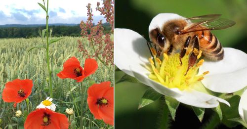 Sådda blommor längs de svenska fälten ska ge fler bin och andra insekter.