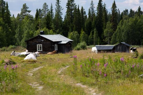 Fäbod i Hedeviken, Härjedalen. Foto: Istock