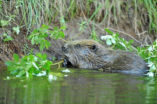 Bävern är flitig att dämma upp bäckar och skapa våtmarker med rikligt biologiskt liv.