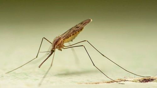 Tvillingfrossmygga eller källarfrossmygga? Svårt att säga. DNA-undersökning krävs.