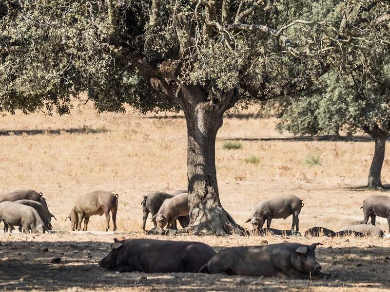 Spanien Encinaträd och stridstjurar