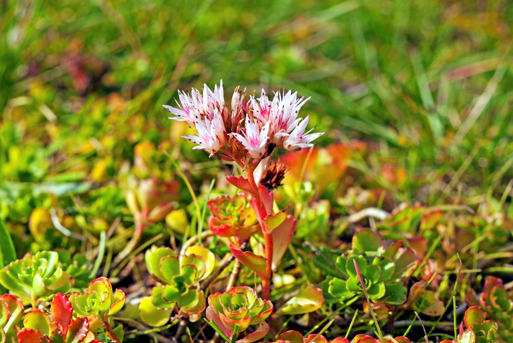 Den invasiva växten kaukasiskt fetblad. Närbild på en liten röd stjälk med vita och rosa blommor bland gröna blad