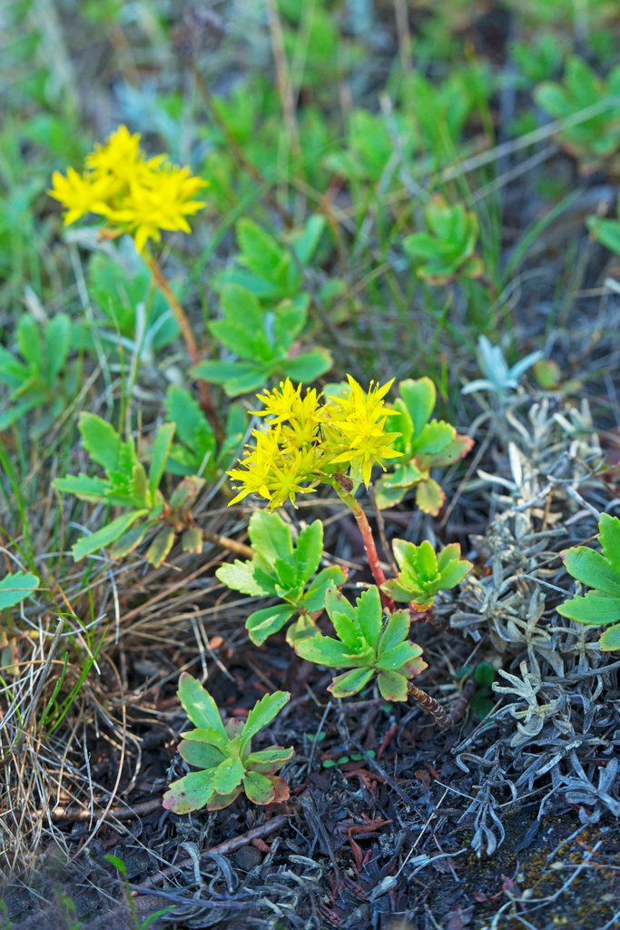 Invasiva arten sibiriskt fetblad har gula blommor med stjärnformade kronblad, här bland gröna blad i naturmiljö