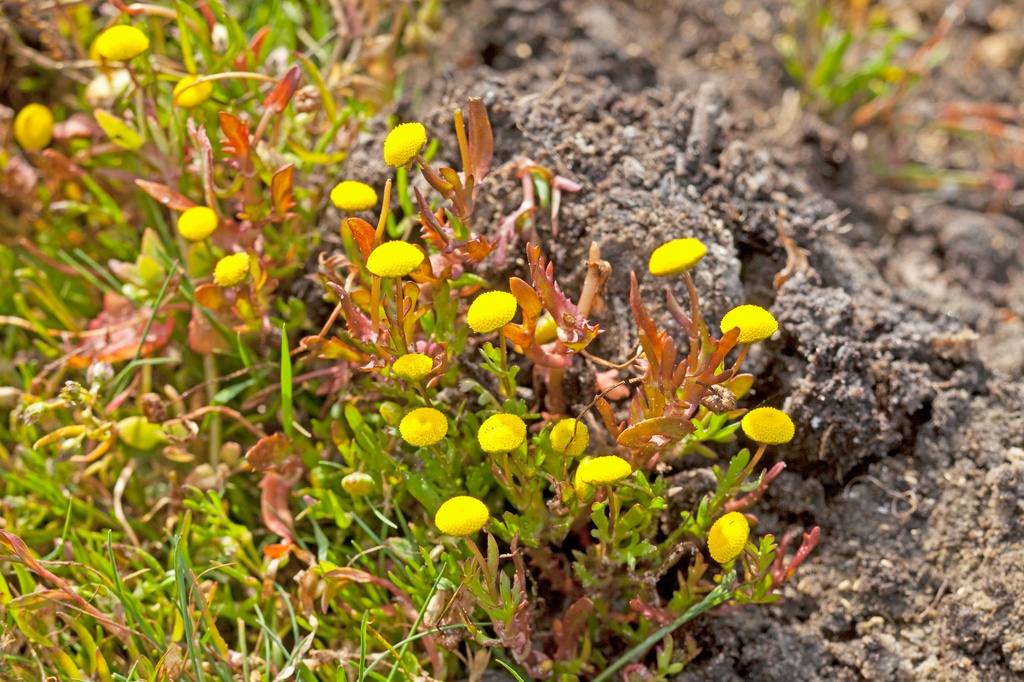 Invasiva växten strandkotula, låga växter med runda gula blommor i torr jord